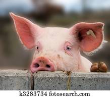 Cute young pig Cute young pig