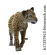 leopard leopard