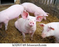 Small pig Small pig