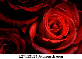 Roses Roses