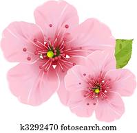 פרח של דובדבן, פרחים