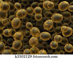 Bakers yeast Bakers yeast