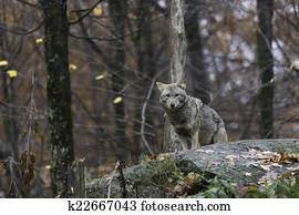 Coyote in fall Coyote in fall