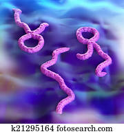 Ebola Virus Ebola Virus