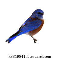 Bird Bird
