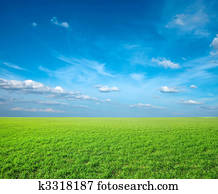 Field of green fresh grass under blue sky