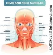 Head and neck muscles labeled anatomical diagram, facial vector illustration with female face, health care educational information poster. Head and neck muscles labeled anatomical diagram, facial vector illustration with female face, health care educational information poster.