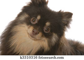Brown and tan pomeranian puppy - looks like she is ...