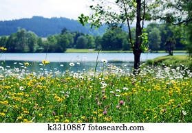 spring meadow spring meadow