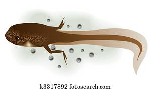 tadpole tadpole