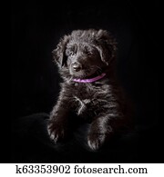 Black Long Haired German Shepherd Puppy On Black Stock Image