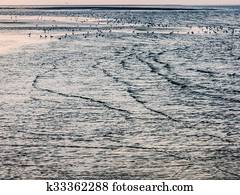 Seascape of birds and lapping waves near Rotterdam, Holland