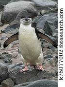 Chinstrap Penguin on Boulders