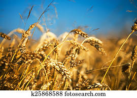 Wheat field
