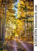 Autumn in the forest.