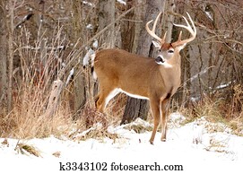 cervo whitetail, dólar