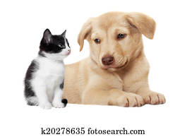 kitten and puppy kitten and puppy