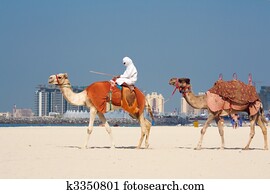 Camels on Jumeirah Beach, Dubai