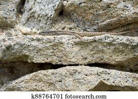 Common wall lizard sunbathing