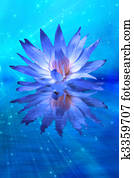 Lotus Lotus