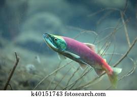 Salmon Salmon