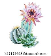 Watercolor cactus Watercolor cactus