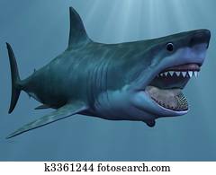 כריש לבן גדול