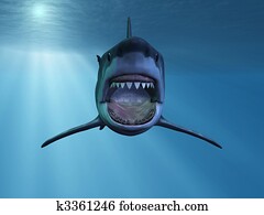 כריש לבן גדול