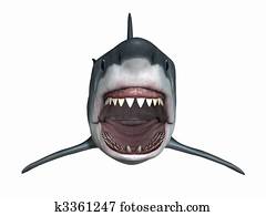 כריש לבן גדול