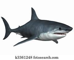 כריש לבן גדול