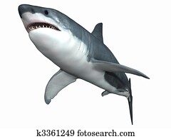 כריש לבן גדול