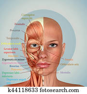 3d Female Face Muscles Anatomy 3d Female Face Muscles Anatomy