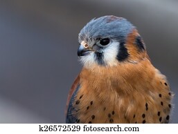 American Kestrel