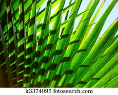 palm leaf