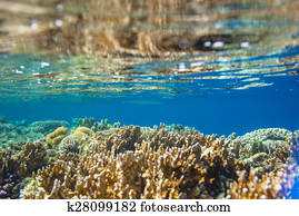 recife coral