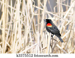 Red-winged Blackbird Red-winged Blackbird