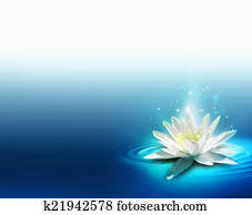 bright lily bright lily