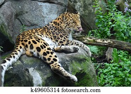 Leopard Leopard