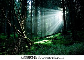 misty forest misty forest