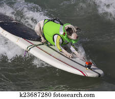 Surf Dog - Bull Terrier Surf Dog - Bull Terrier