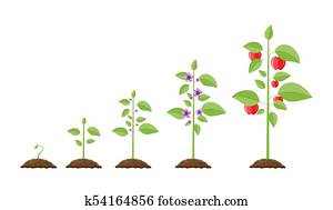 Growth of plant, from sprout to fruit. Growth of plant, from sprout to fruit.