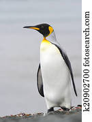 King Penguin (Aptenodytes patagonicus)