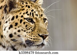 Leopard close up