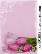 pink tulips pink tulips