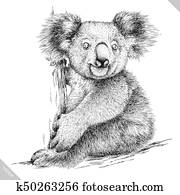 preto branco, gravar, isolado, koala, vetorial, ilustração