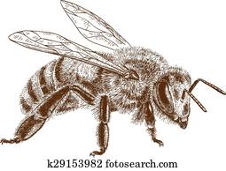 חקיקה, דוגמה, של, דבורה של דבש