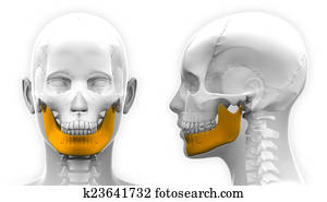 Female Mandible Bone Skull Anatomy - isolated on white Female Mandible Bone Skull Anatomy - isolated on white