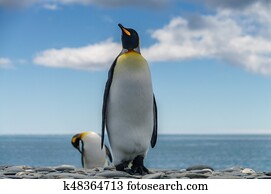 King Penguins on Salisbury plains