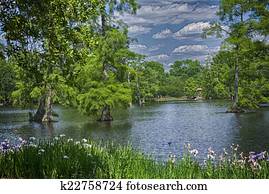 Swan Lake Iris Gardens Images Our Top 12 Swan Lake Iris Gardens