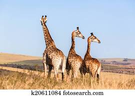 Wildlife Animals Wildlife Animals